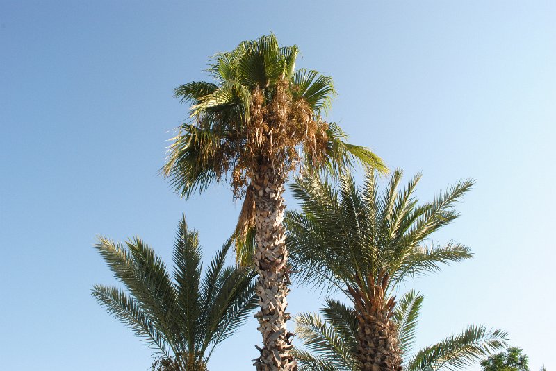 Majesty Palm Beach Side Antalya - 0048.JPG - (C)Boudry Andy andy@familleboudry.be